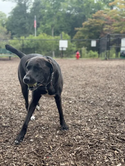 Dog Park 1