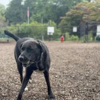 Dog Park ico