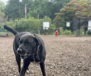 Dog Park