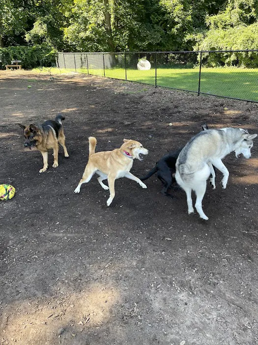 Dog Park 6