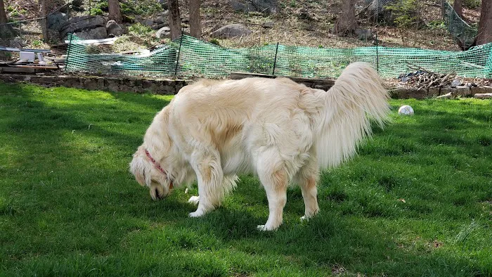 Dog Park 9