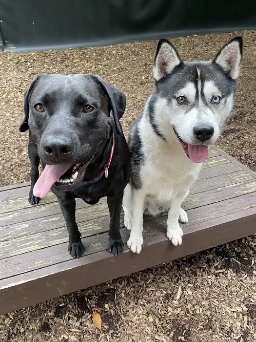 Dog Park 7