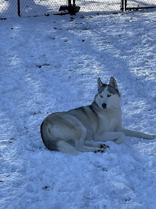 Dog Park 10