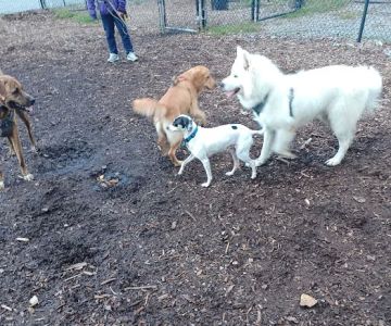 Putnam Valley Dog Park