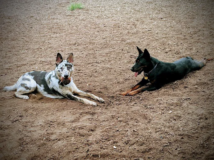 Southold Dog Park 8