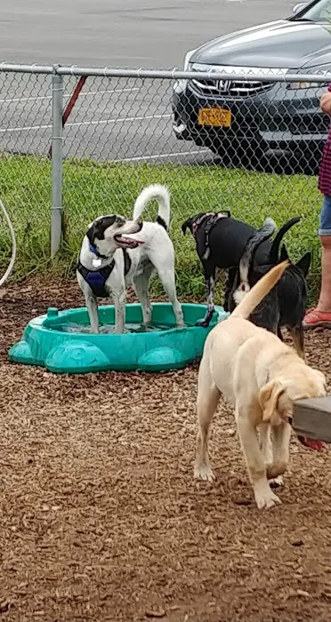 Southold Dog Park 7