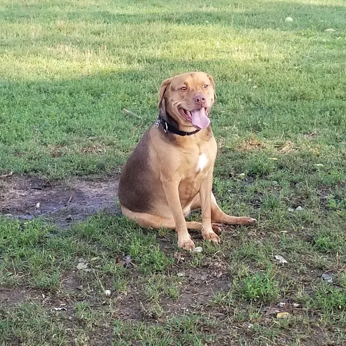 Lola Prentice Memorial Dog Park 7