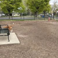 Ziggy's Dog Park ico