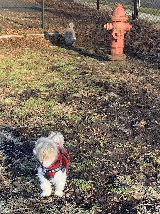 Ziggy's Dog Park 7
