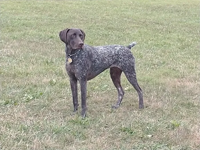 Doylestown Private Dog Park (members only) 6