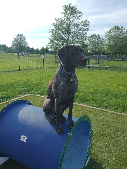 Doylestown Private Dog Park (members only) 4