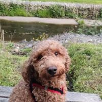 Grove Run Dog Park ico