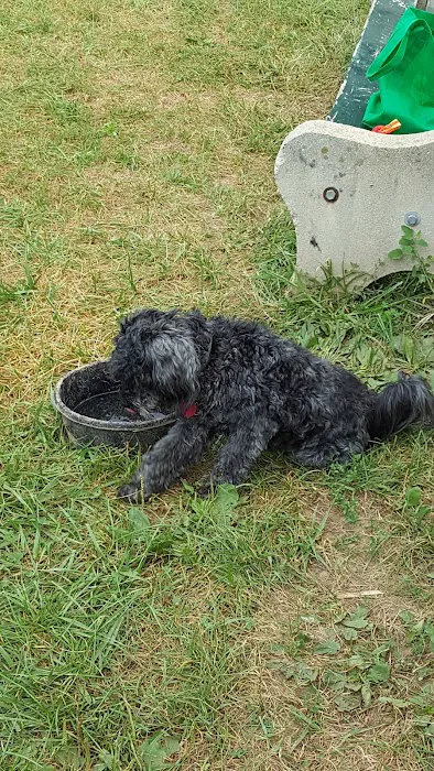 Grove Run Dog Park 9