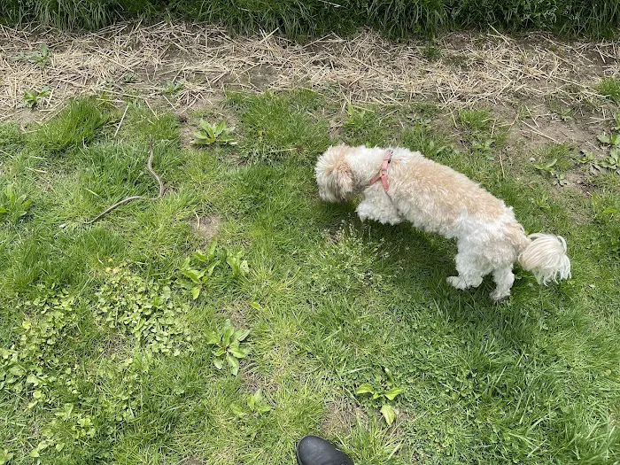 Grove Run Dog Park 6