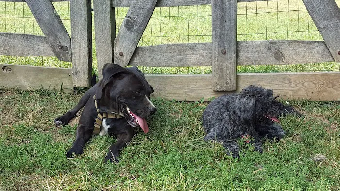 Grove Run Dog Park 10