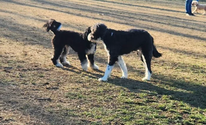 Twining Valley Dog Park 5