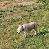 Twining Valley Dog Park ico
