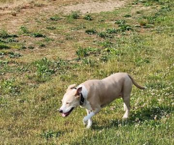 Twining Valley Dog Park