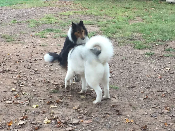 Twining Valley Dog Park 3