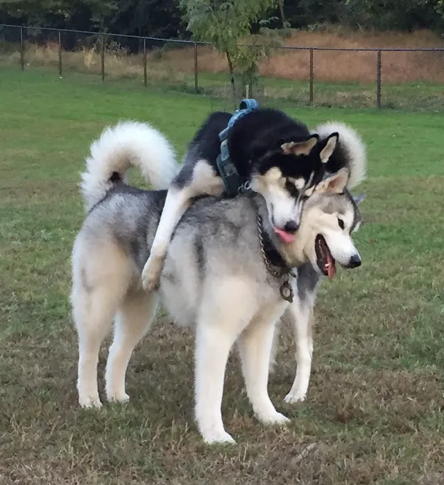 Twining Valley Dog Park 4