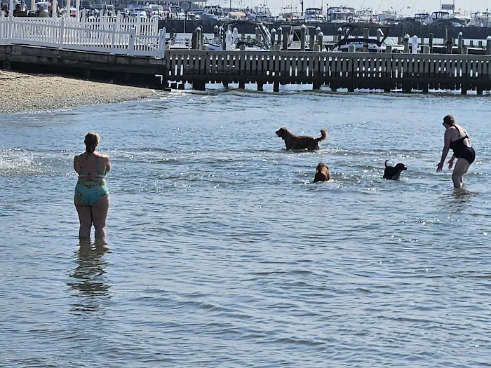 Beach Haven Doggy Bay 3