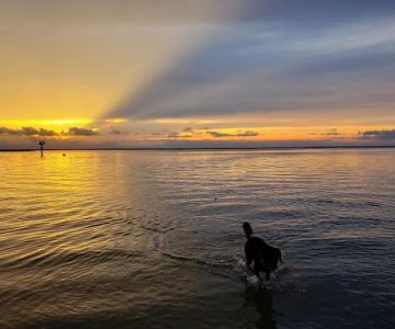 Beach Haven Doggy Bay