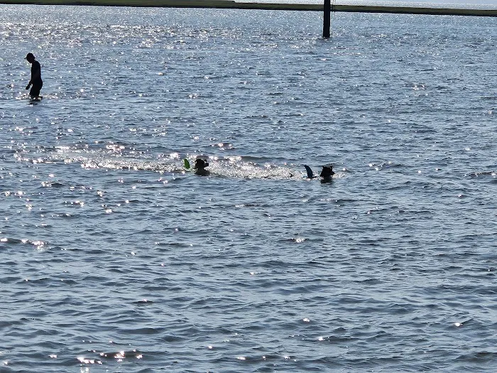 Beach Haven Doggy Bay 9