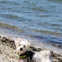 Dog Park ico