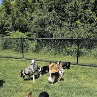 Evesham Township Dog Park ico