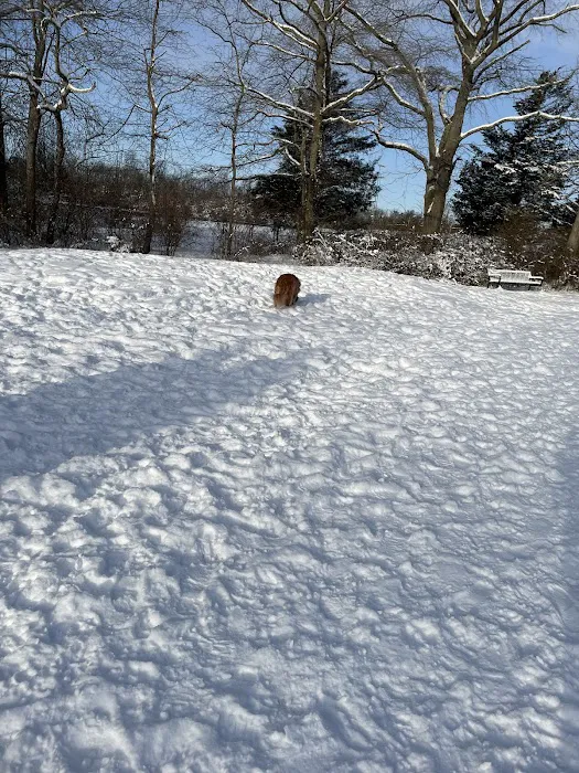 Evesham Township Dog Park 6