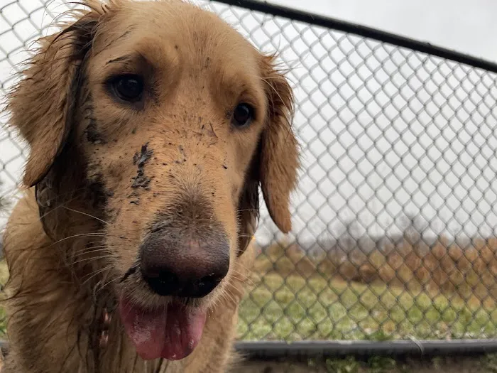 Evesham Township Dog Park 7