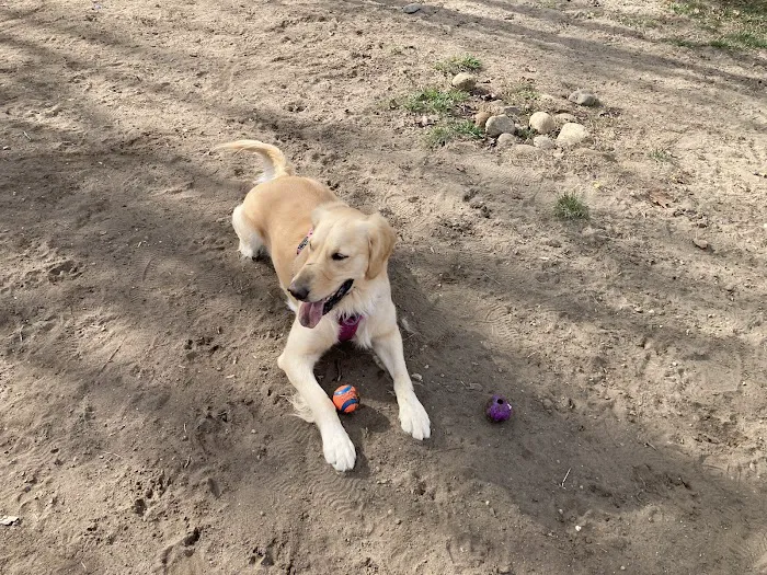 Croft Farm Dog Park 6