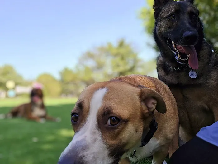 Cooper River Dog Park 8