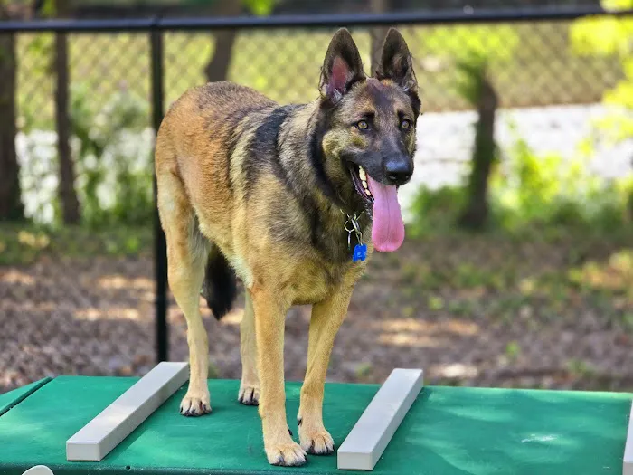 Cooper River Dog Park 4