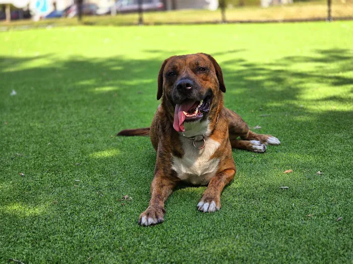 Cooper River Dog Park 1