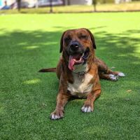 Cooper River Dog Park ico