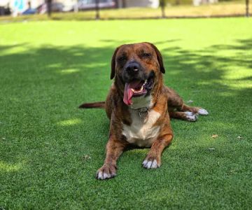 Cooper River Dog Park