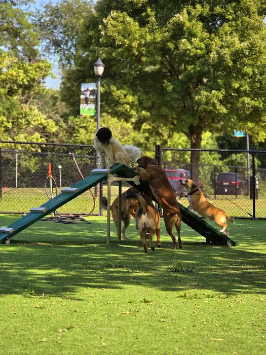 Cooper River Dog Park 3