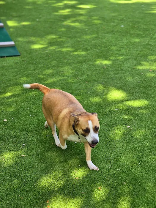 Cooper River Dog Park 2