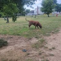 Florence Korostynski Memorial Dog Park ico