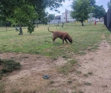 Florence Korostynski Memorial Dog Park