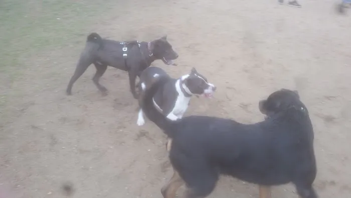 Deptford Doggie Park 8