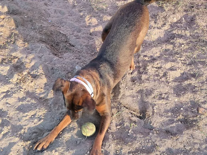 Deptford Doggie Park 5