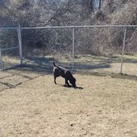 Deptford Doggie Park ico