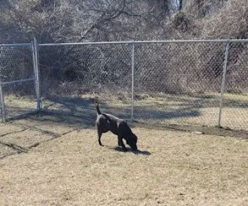 Deptford Doggie Park