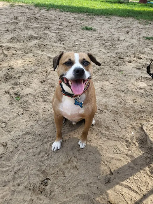 Deptford Doggie Park 4