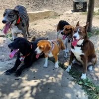 Perkasie Dog Park ico