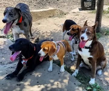 Perkasie Dog Park