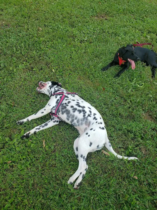 Perkasie Dog Park 7