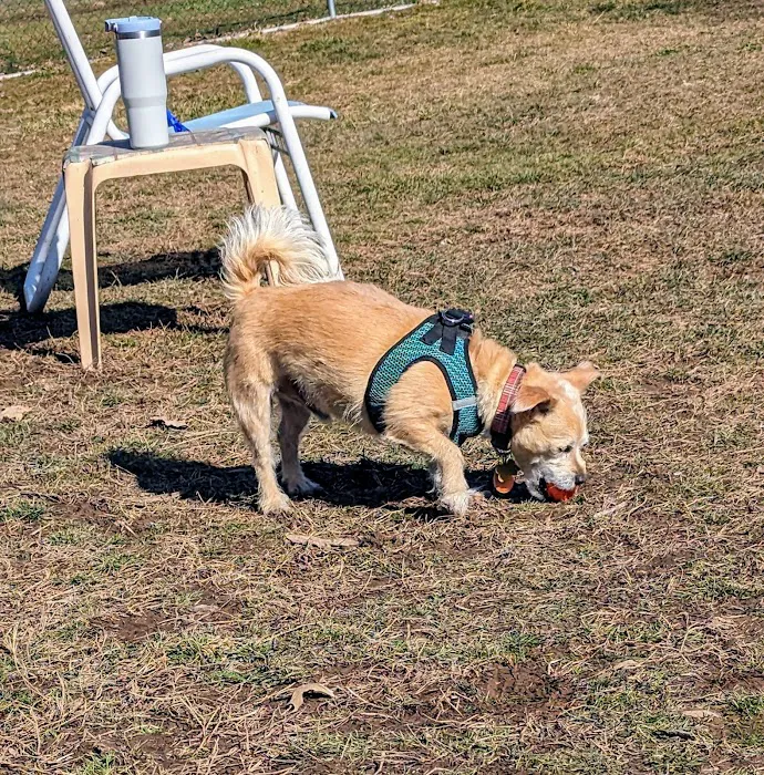 Perkasie Dog Park 10